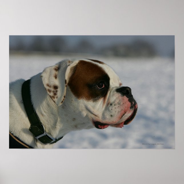 Póster Perro Boxer en la Nieve (Frente)