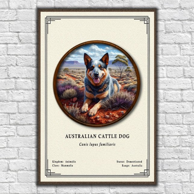 Póster Perro Boyero Australiano Serie de Zoología (Subido por el creador)