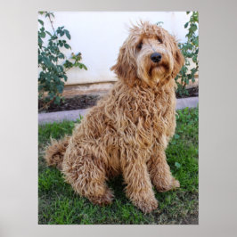 Póster Perro cachorro de Labradoodle