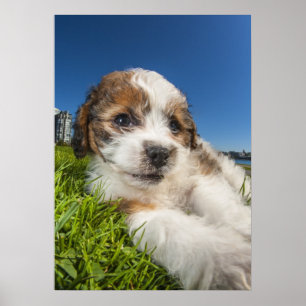 Póster Perro cachorro lindo (Shitzu)