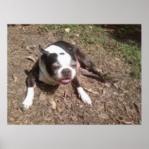 Póster Perro Cansado de Verano Ken Gage Fotografía