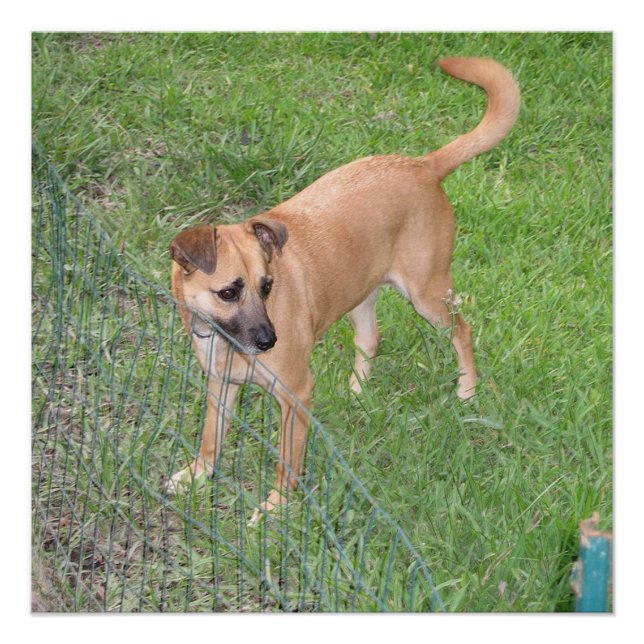 Póster perro carolina lleno 2 (Anverso)