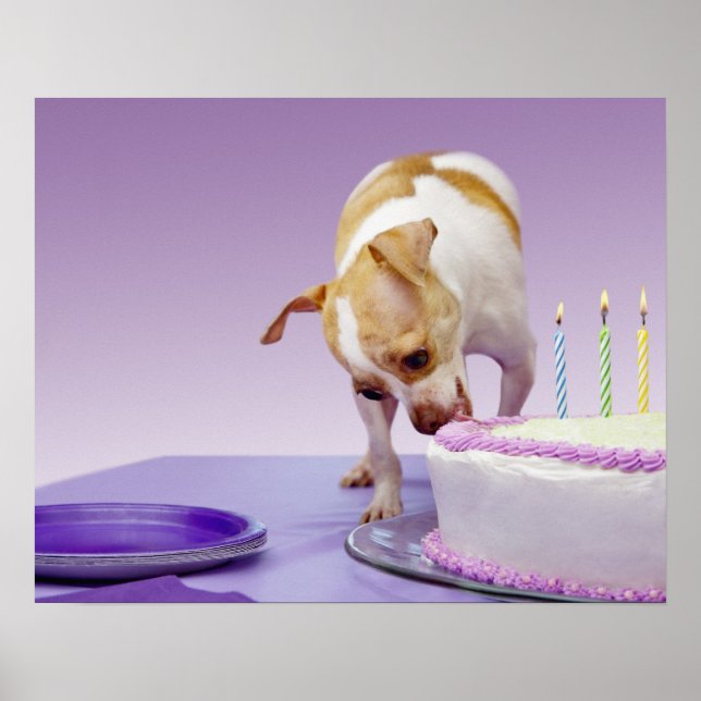 Póster Perro (chihuahua) comiendo pastel de cumpleaños en (Frente)