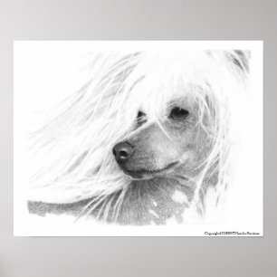 Póster Perro chino en reposo