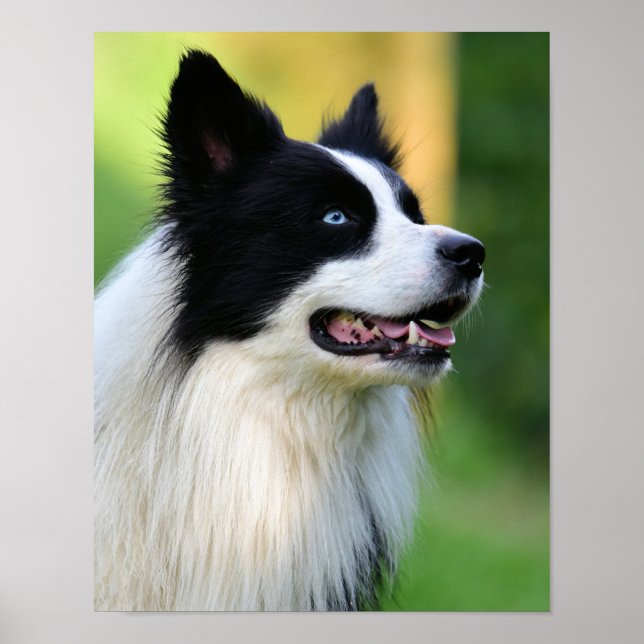 Póster Perro collie de borde blanco y negro (Frente)