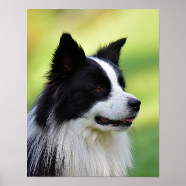 Póster Perro collie de borde blanco y negro (Frente)