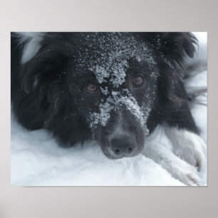 Póster Perro collie de borde nevado