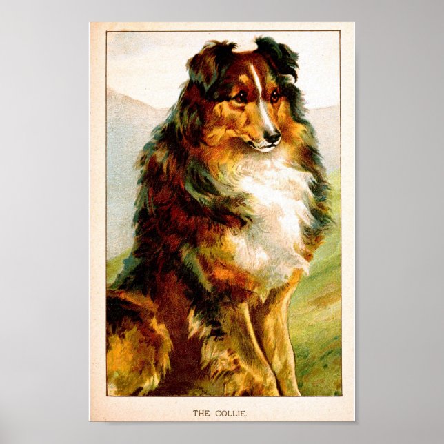 Póster Perro Collie de la VIntage (Frente)