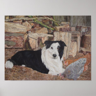 Póster perro collie fronterizo en galpón con pollos