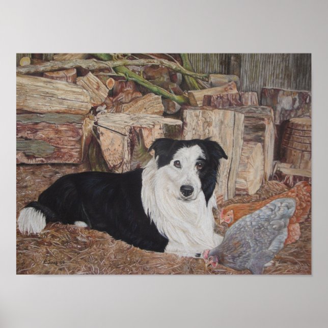 Póster perro collie fronterizo en galpón con pollos (Frente)