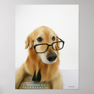 Póster Perro con corbata y gafas sentado en la silla
