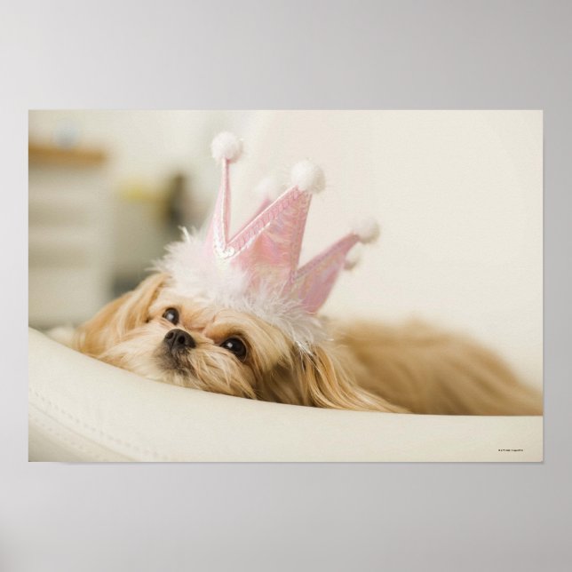 Póster Perro con corona (Frente)