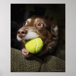 Póster Perro con la pelota de tenis
