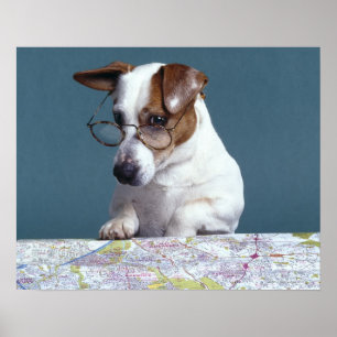 Póster Perro con lentes de lectura estudiando el mapa