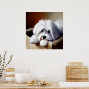 Póster Perro Coton de Tulear