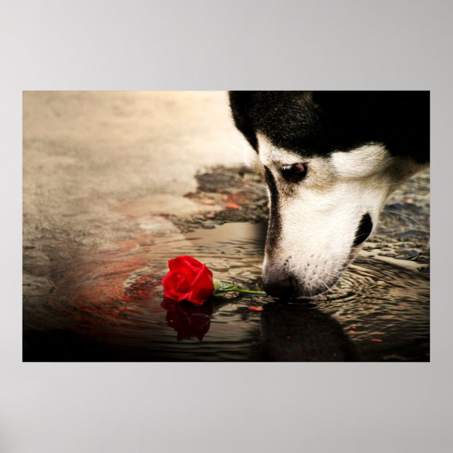 Póster Perro curioso y rosa rojo (Frente)