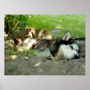 Póster Perro Cute Husky En La Arena