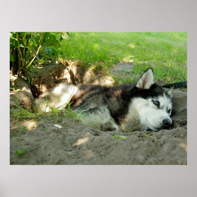 Póster Perro Cute Husky En La Arena (Frente)