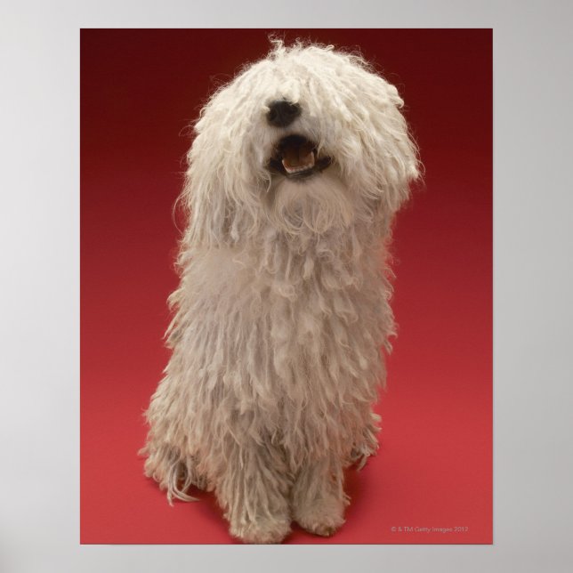 Póster Perro Cute Komondor (Frente)