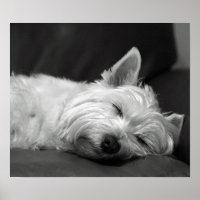 Perro Cute Westie (West Highland Terrier)