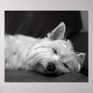 Póster Perro Cute Westie (West Highland Terrier)