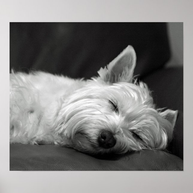 Póster Perro Cute Westie (West Highland Terrier) (Frente)