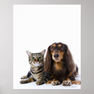 Póster Perro (Dachshund) y gato (gato japonés) en blanco