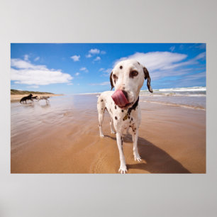 Póster Perro dálmata en la playa