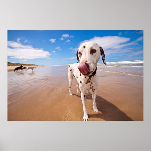 Póster Perro Dalmatiano En La Playa (Frente)