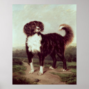 Póster Perro de aguas