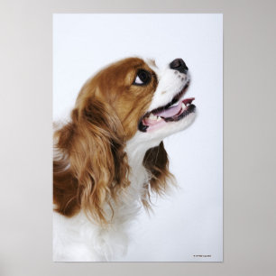 Póster Perro de aguas de rey Charles arrogante
