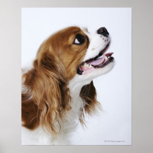 Póster Perro de aguas de rey Charles arrogante, vista