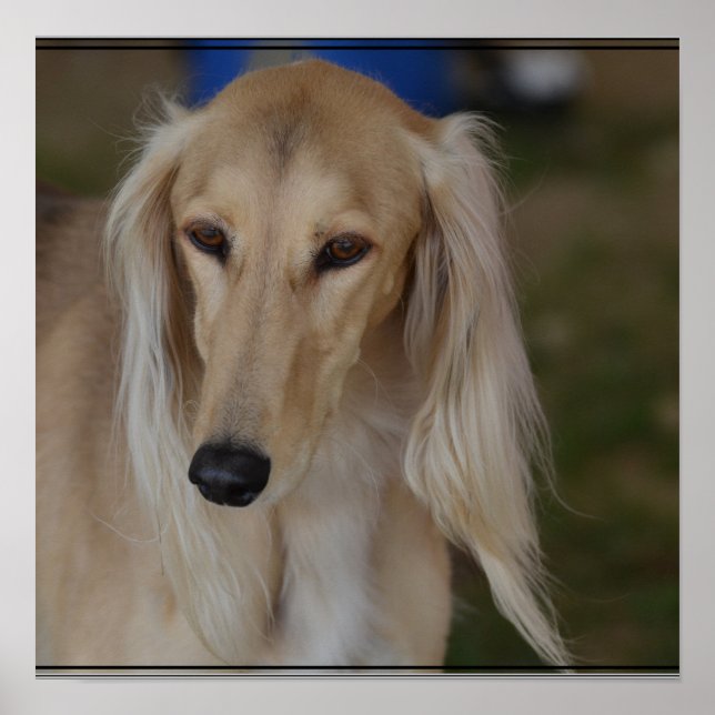 Póster Perro de Blonde Saluki (Frente)