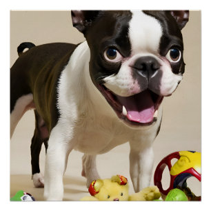 Póster Perro de Boston Terrier jugando con juguetes