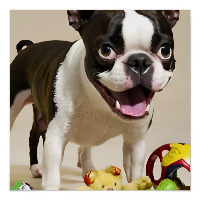 Póster Perro de Boston Terrier jugando con juguetes (Anverso)