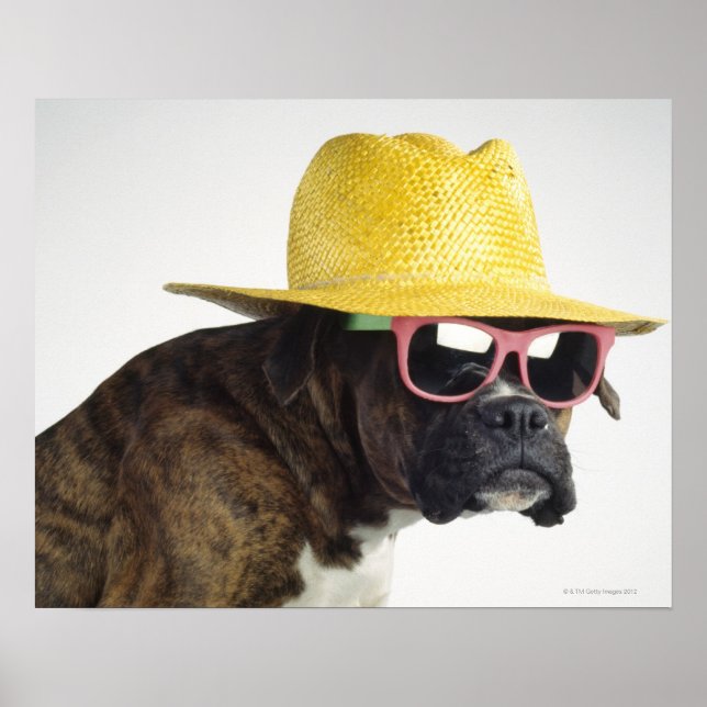 Póster Perro de boxeo con gorra y gafas (Frente)