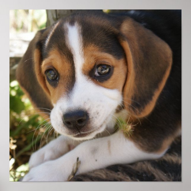 Póster Perro de cachorro Beagle (Frente)