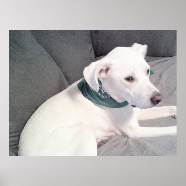 Póster Perro de cachorro blanco adorable con bufanda verd (Frente)