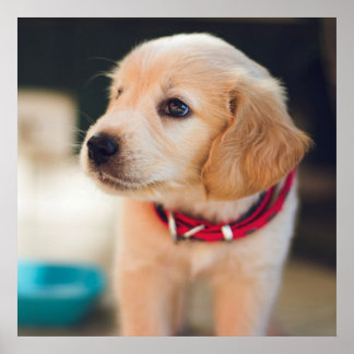 Póster Perro de cachorro de la popa de la cazadora de oro