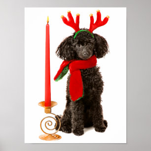 Póster Perro de caniche negro de juguete del navidad