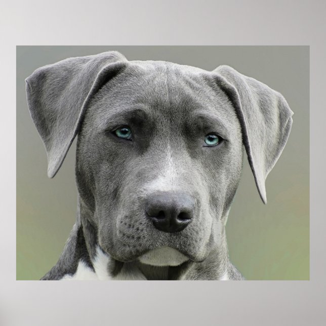 Póster Perro de caza gris de Weimaraner (Frente)