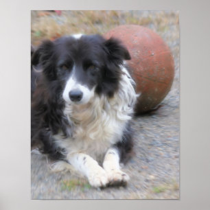 Póster Perro De Collie Fronterizo Y Bola