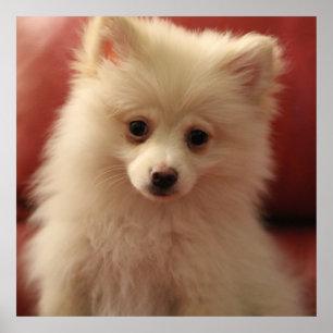 Póster Perro de Cute Pomerania