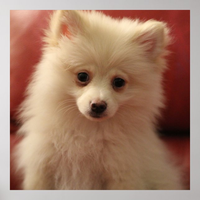 Póster Perro de Cute Pomerania (Frente)