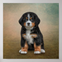 Perro de dibujo Perro de montaña Bernese