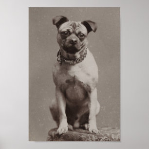 Póster Perro de época