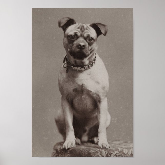 Póster Perro de época (Frente)