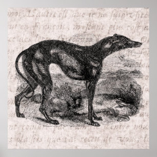 Póster Perro de Greyhound vintage de 1800 con perros de G
