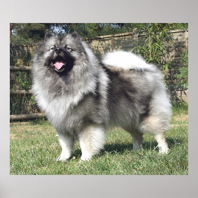 Póster Perro de Keeshond (Frente)
