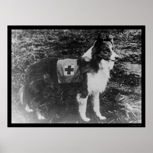 Póster Perro de la Cruz Roja en Italia 1909
